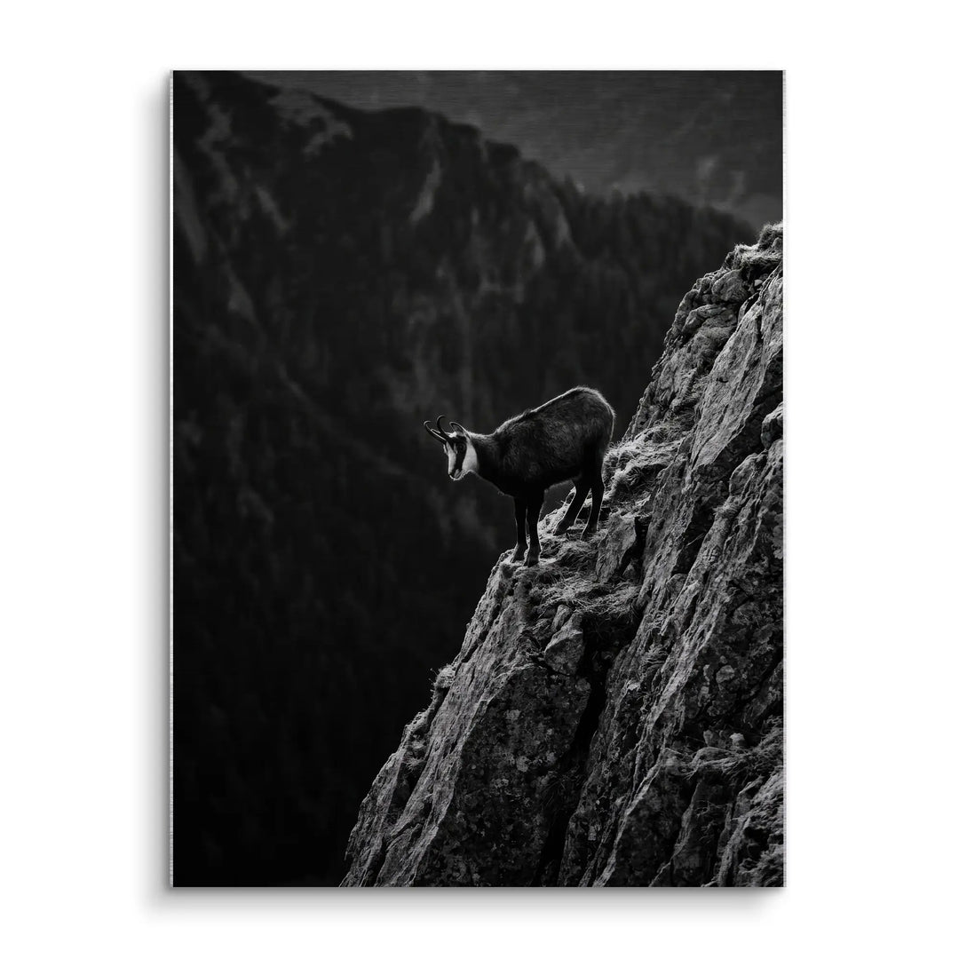 Alpine Chamois