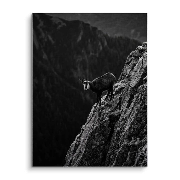 Alpine Chamois