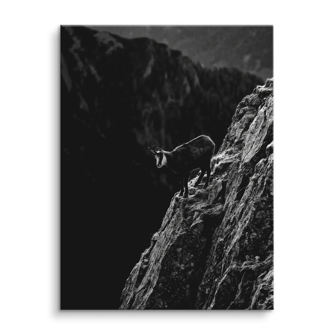 Alpine Chamois