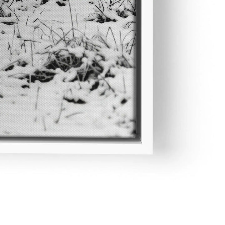 Highland Winter