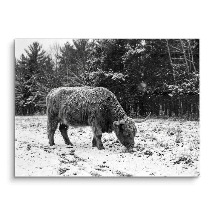 Highland Winter