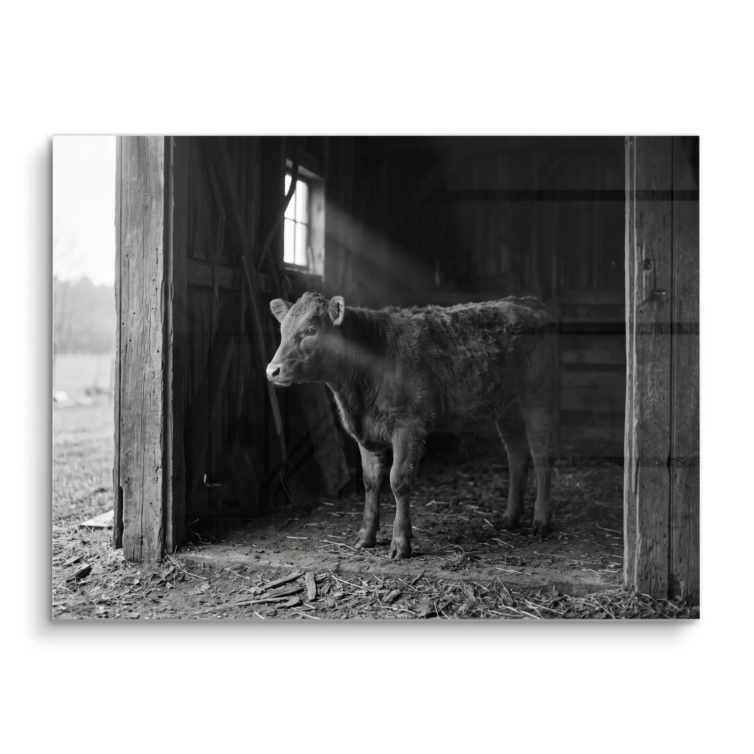 Barn Light Calf