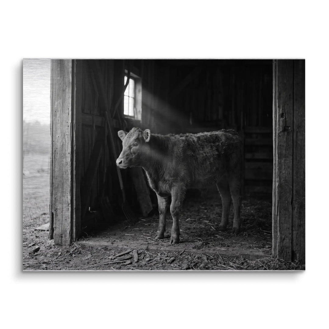 Barn Light Calf