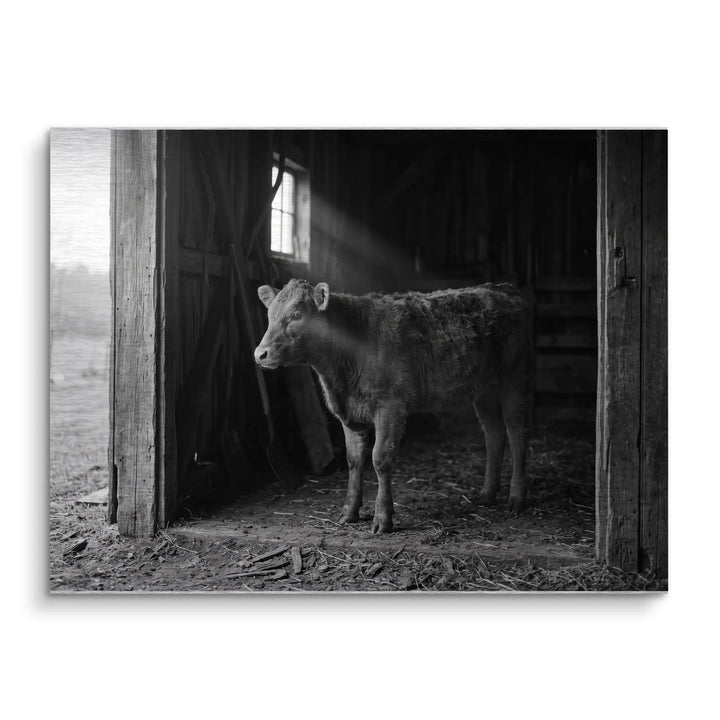 Barn Light Calf