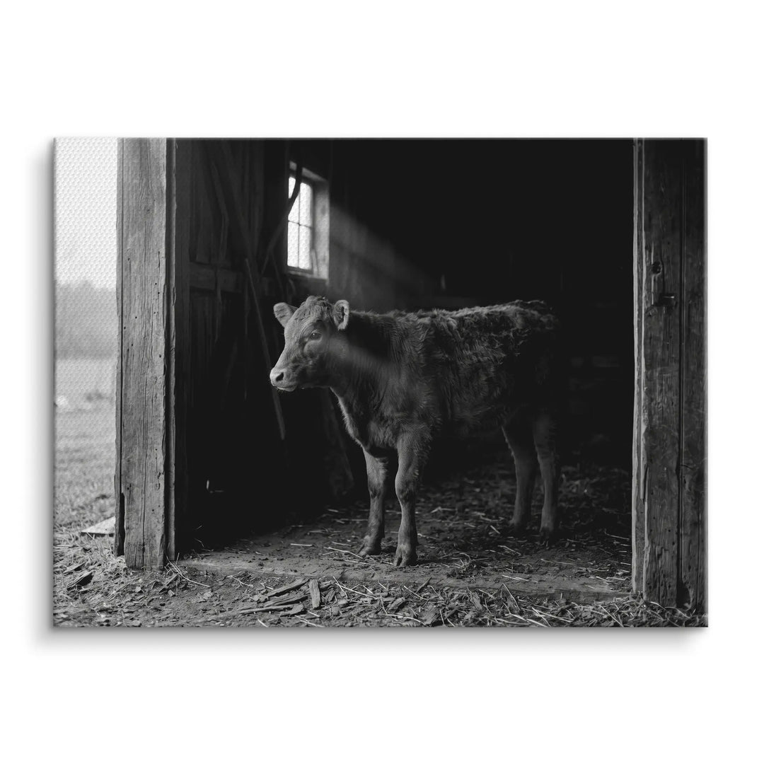 Barn Light Calf