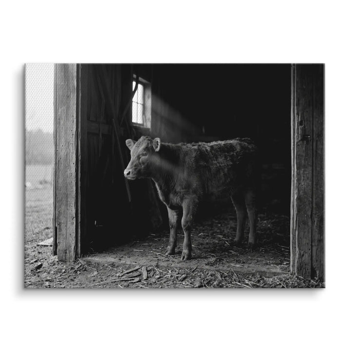 Barn Light Calf
