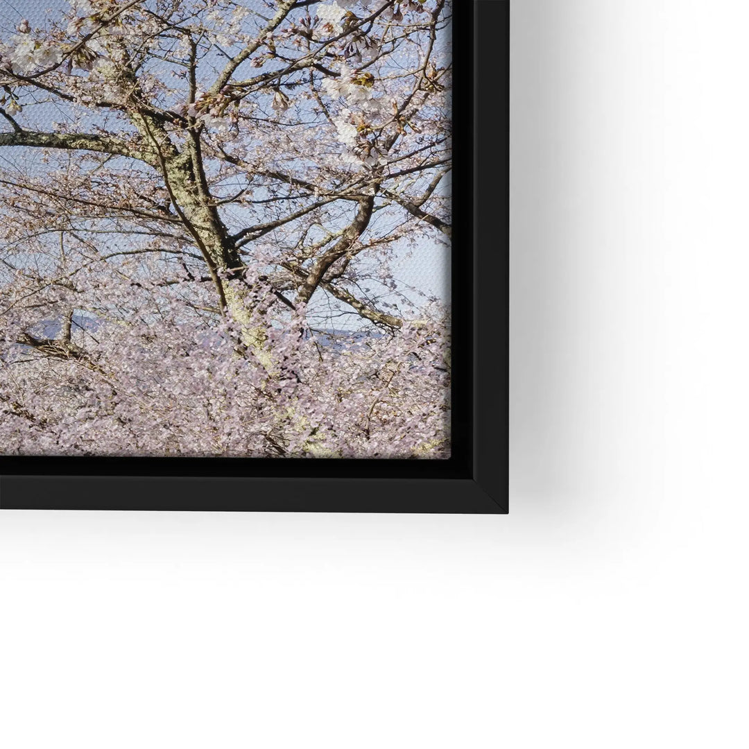 Fuji Blossom