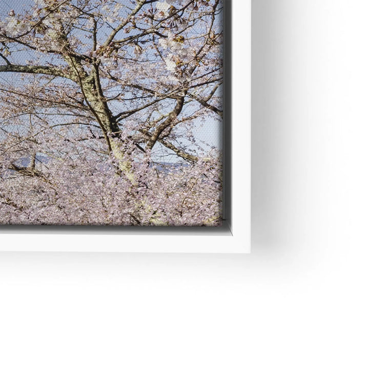 Fuji Blossom