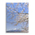 Fuji Blossom