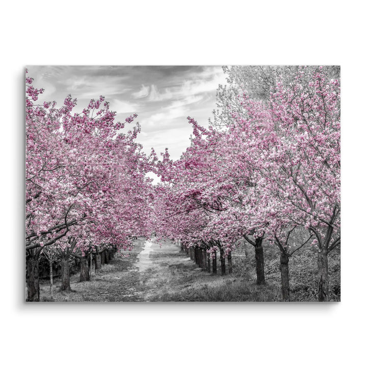 Blossom Alley