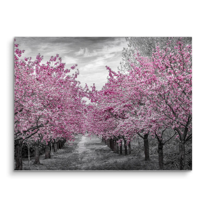 Blossom Alley