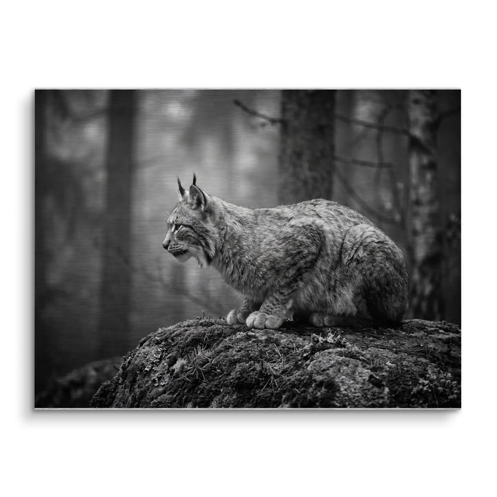 Silent Lynx