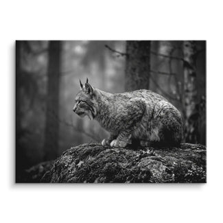 Silent Lynx