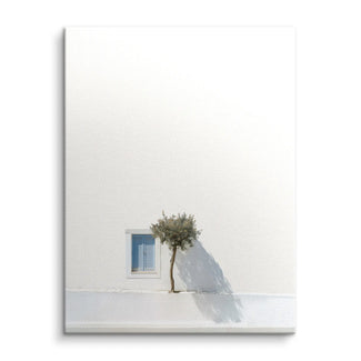 Olive tree