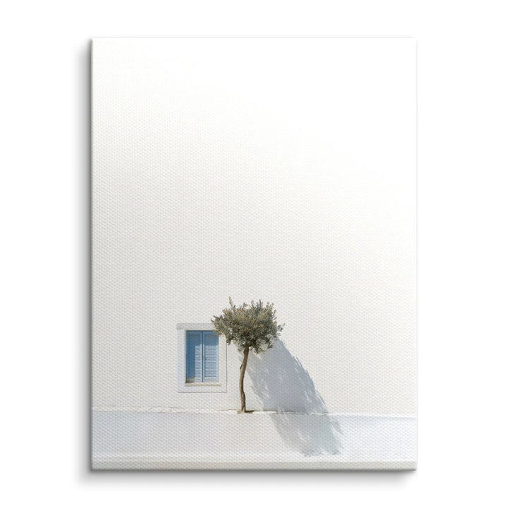 Olive tree