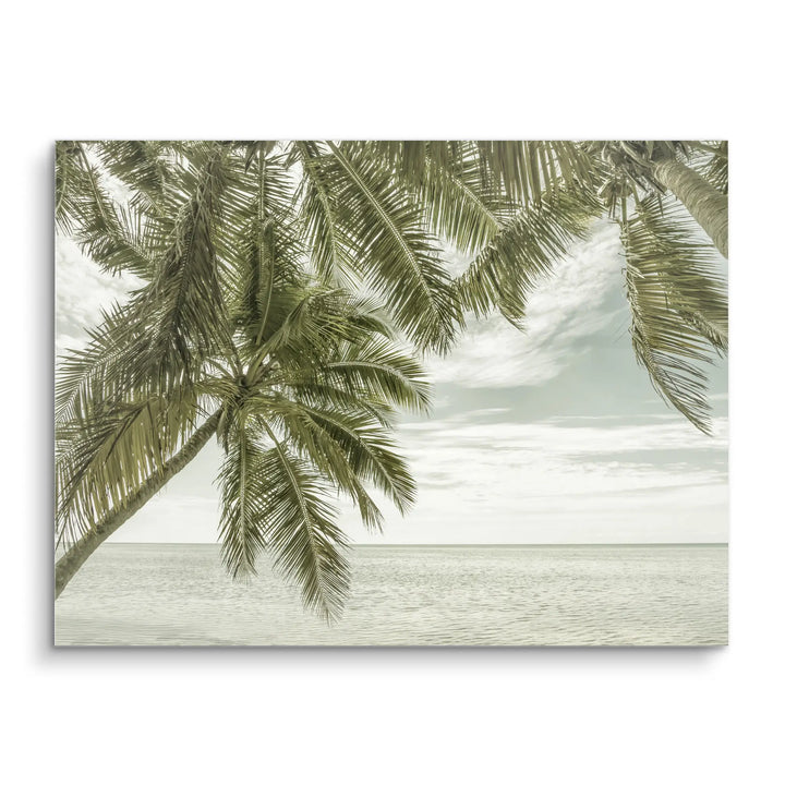 Palm Horizon