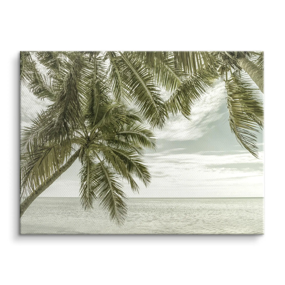 Palm Horizon