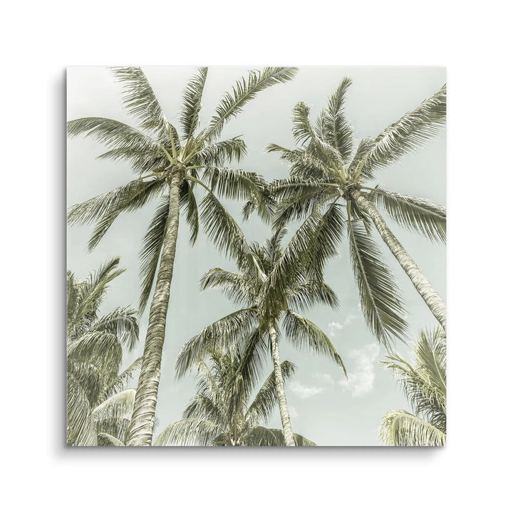 Palm Sky Vista