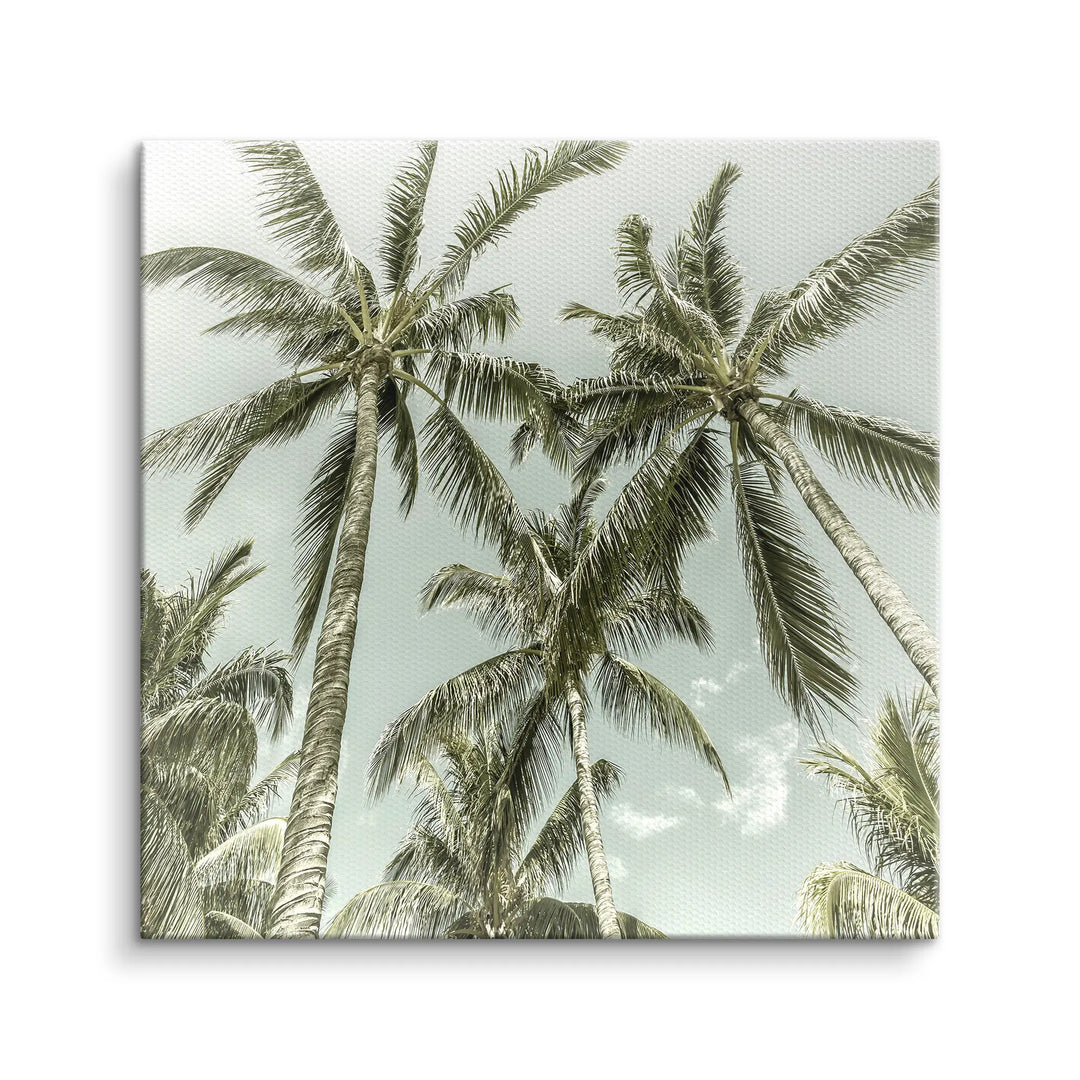 Palm Sky Vista