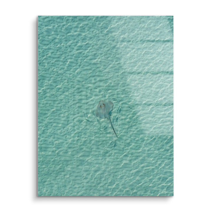 Stingray