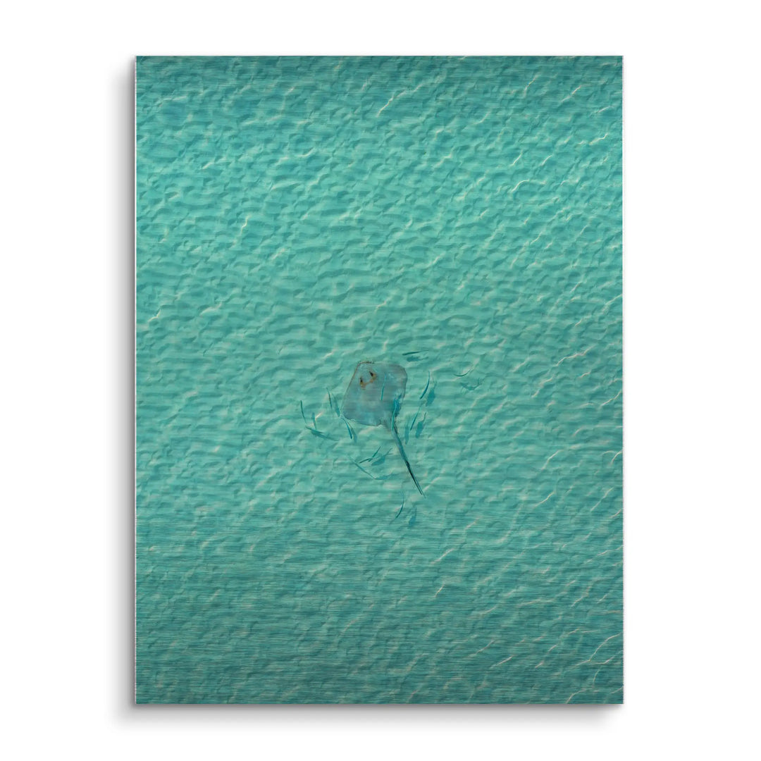 Stingray