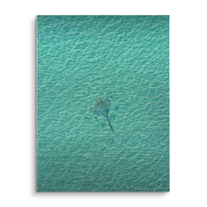 Stingray