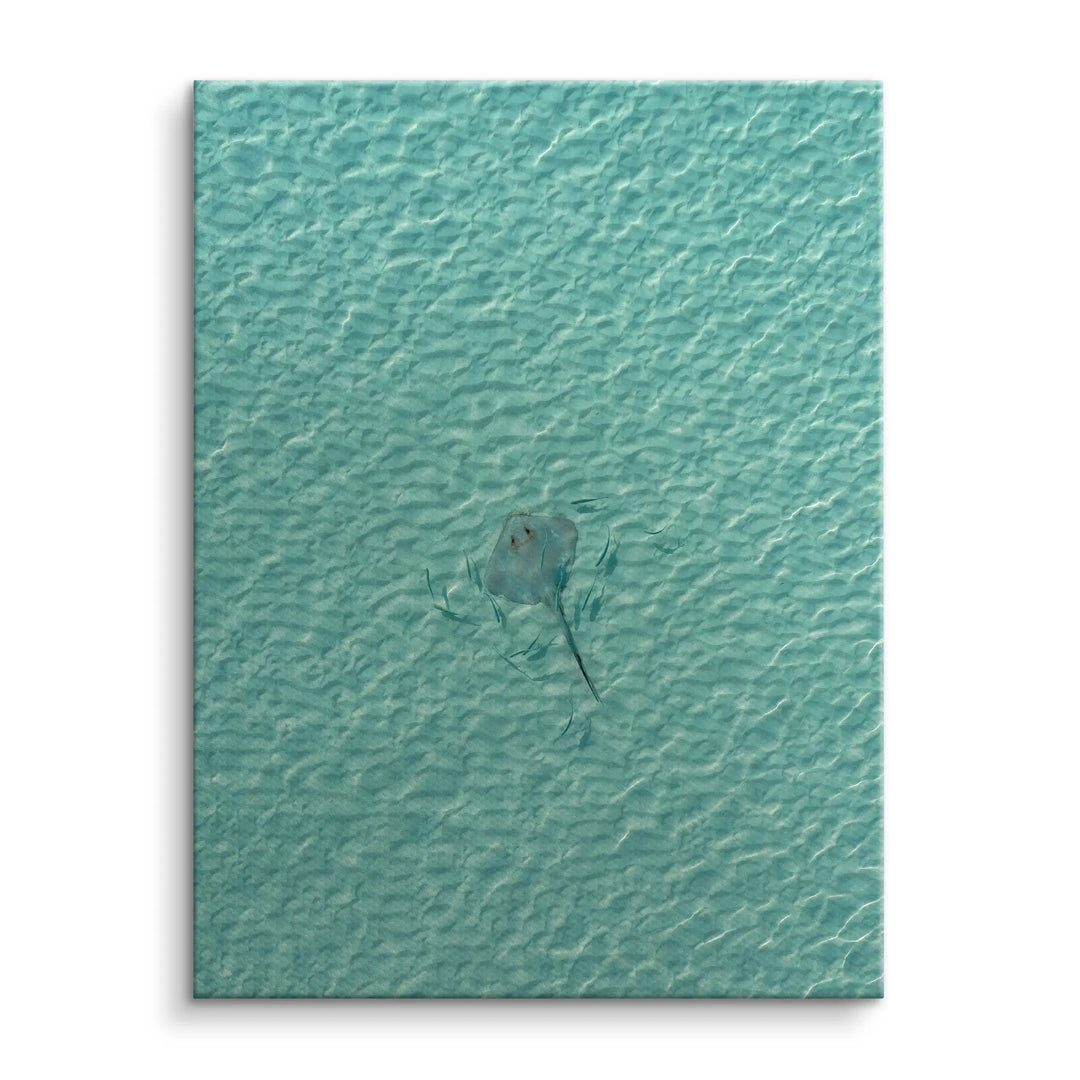 Stingray