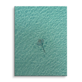 Stingray