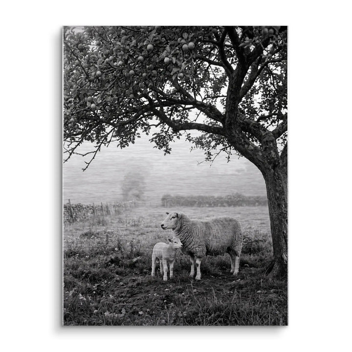 Under the Apple Tree