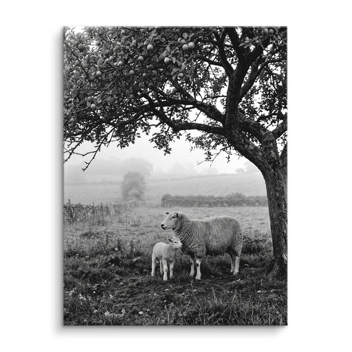 Under the Apple Tree