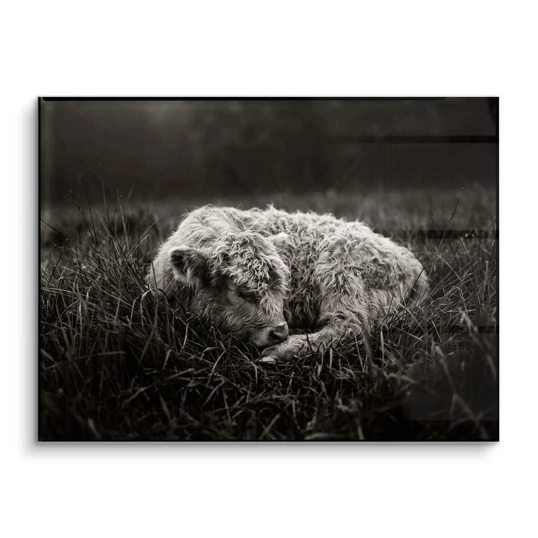 Sleeping Calf
