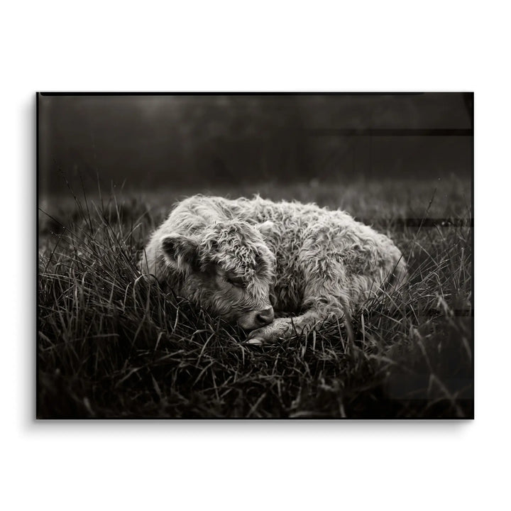 Sleeping Calf