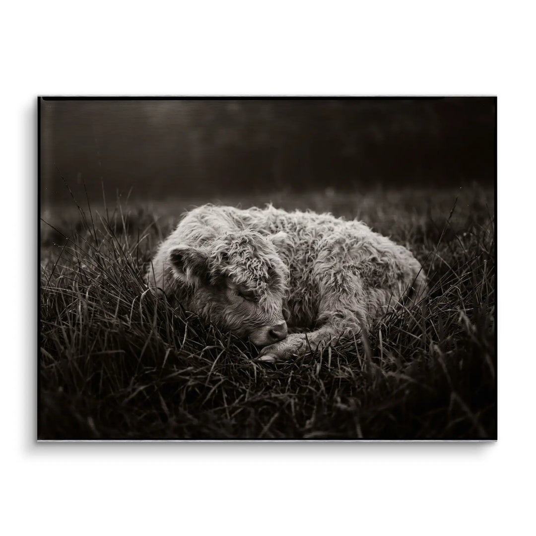 Sleeping Calf