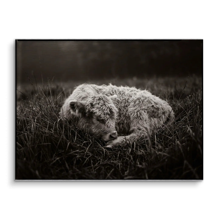 Sleeping Calf