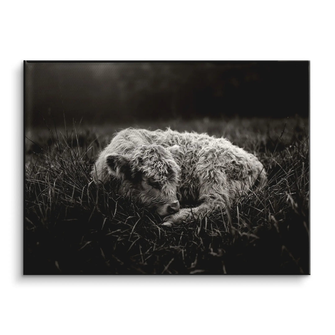Sleeping Calf