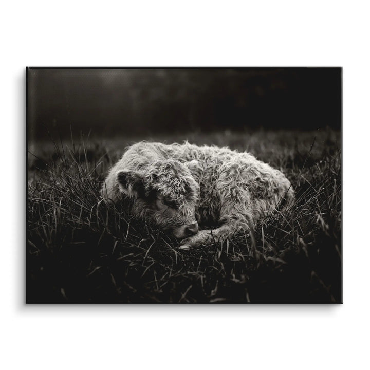Sleeping Calf