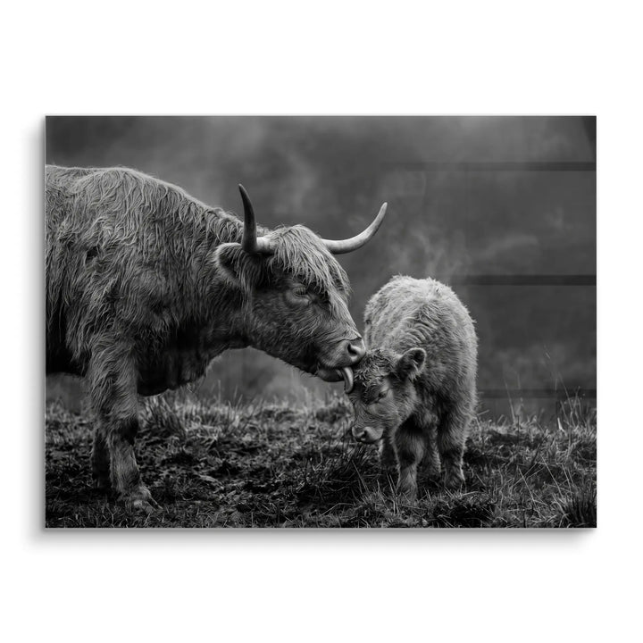 Highland Tenderness