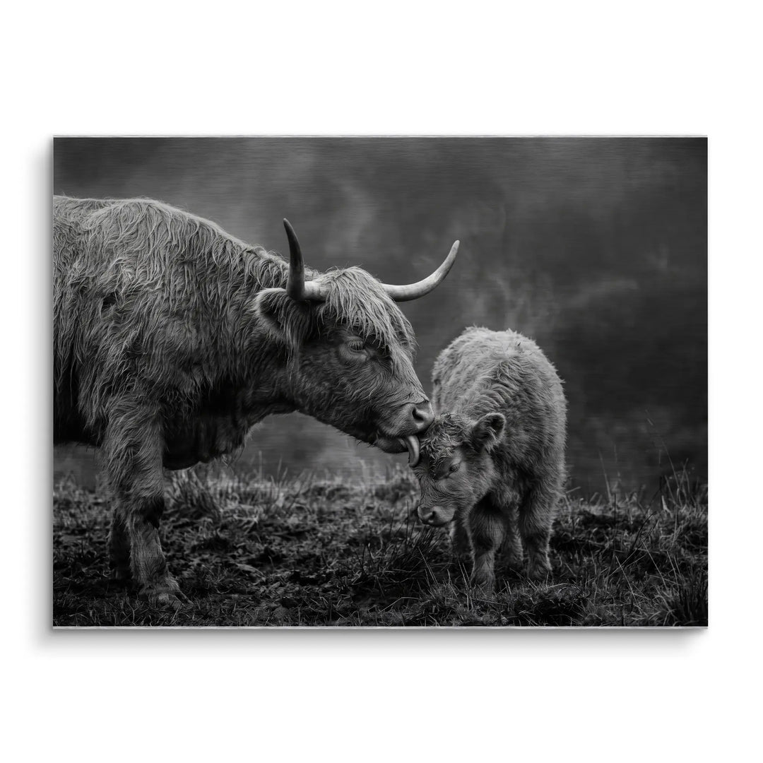 Highland Tenderness