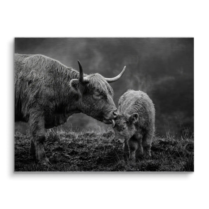 Highland Tenderness