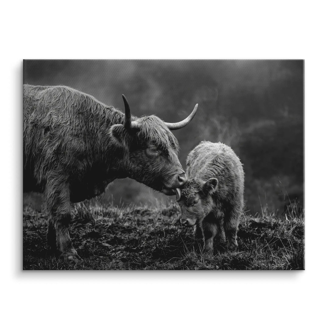 Highland Tenderness