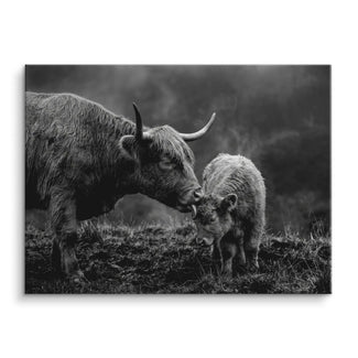 Highland Tenderness