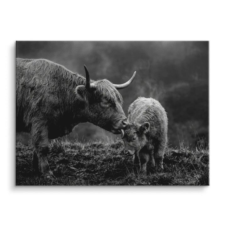 Highland Tenderness