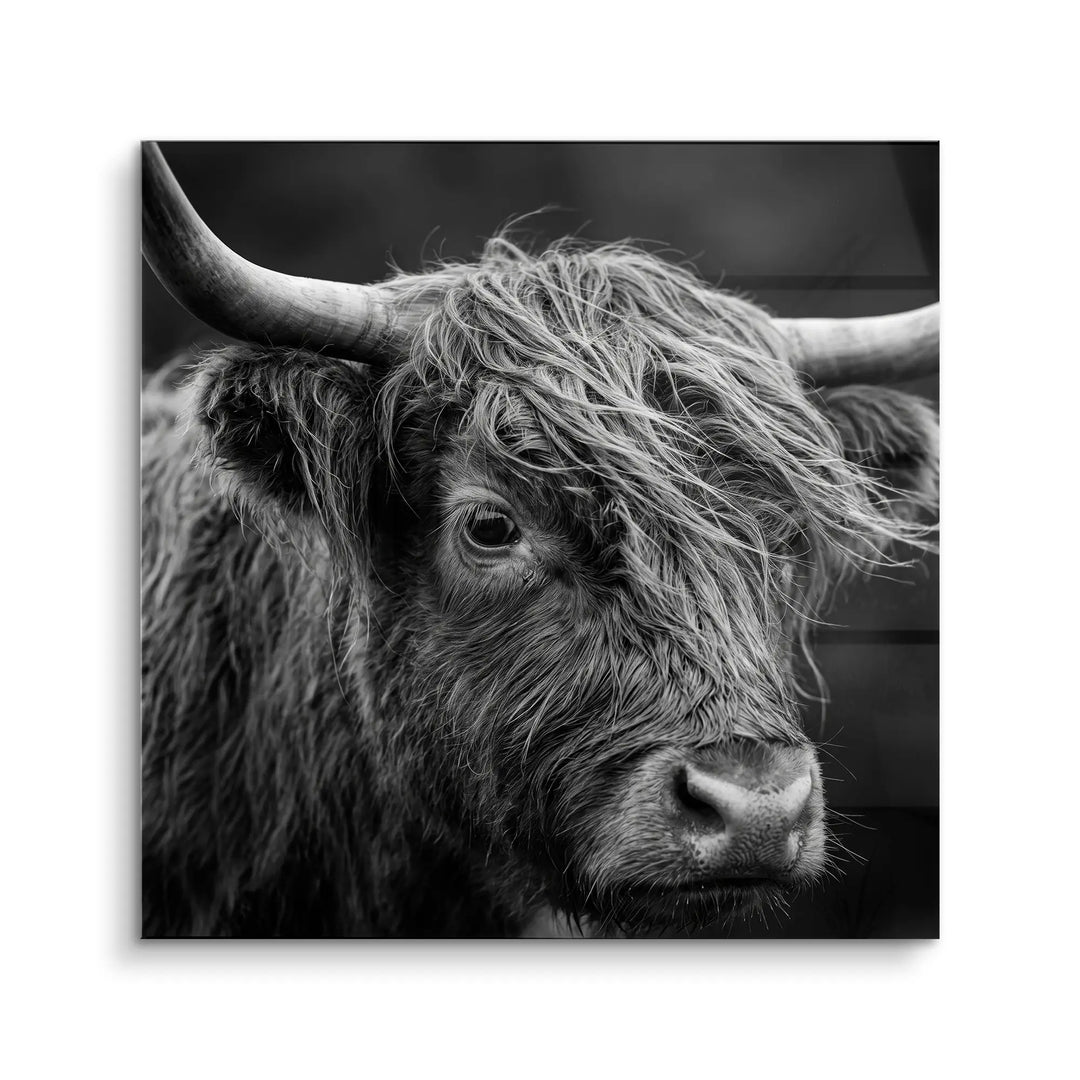 Highland Gaze