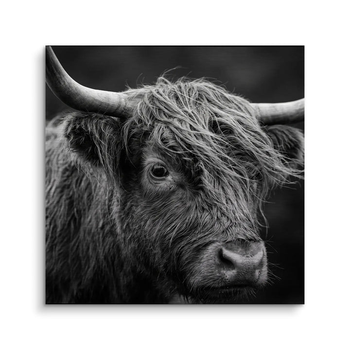 Highland Gaze
