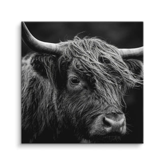 Highland Gaze