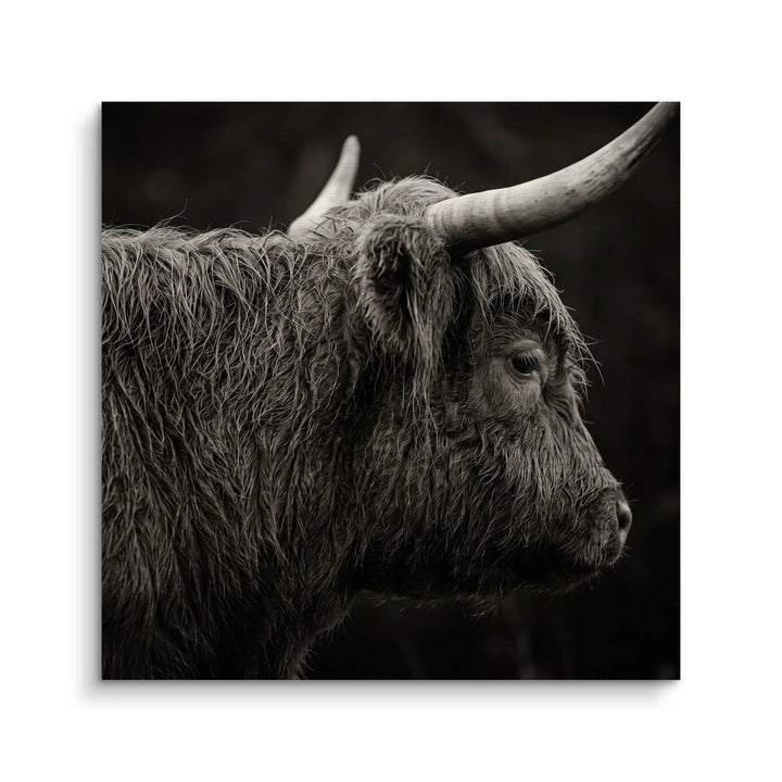 Highland Portrait