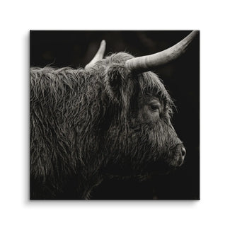 Highland Portrait