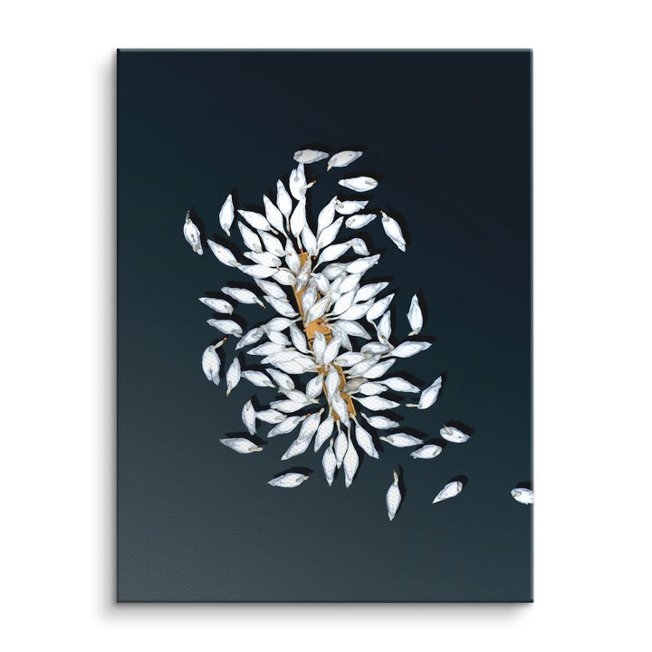 Swan Petals