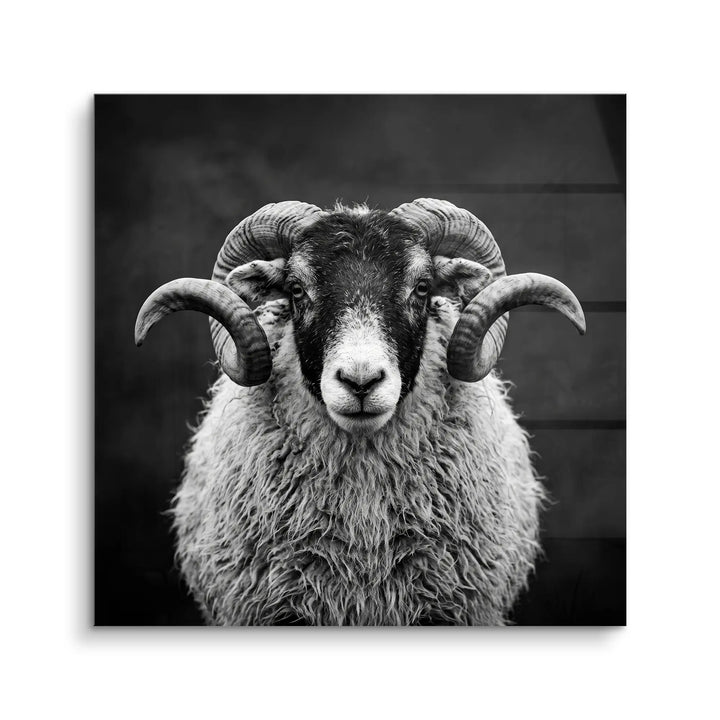 Highland Ram