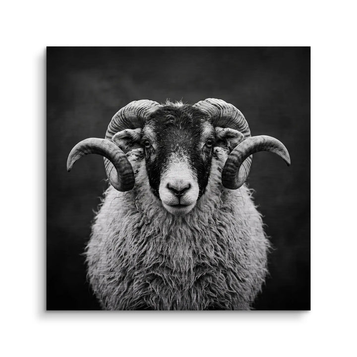 Highland Ram